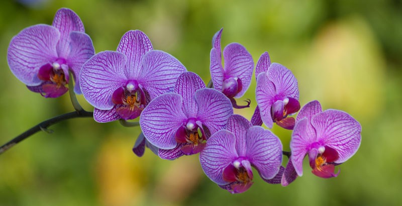 Roberto Fulcar aclara licitación para compra de orquídeas es de la pasada administración