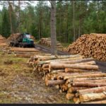Medio Ambiente aclara en Santiago Rodríguez no se ha producido tala indiscriminada de pino