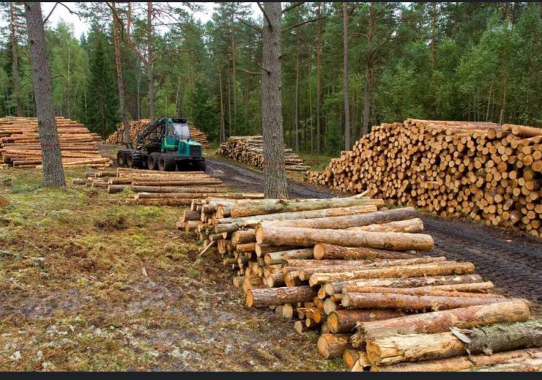 Medio Ambiente aclara en Santiago Rodríguez no se ha producido tala indiscriminada de pino