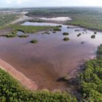 Medio Ambiente aclara origen del color rojizo observado en los manglares de Esterobalza