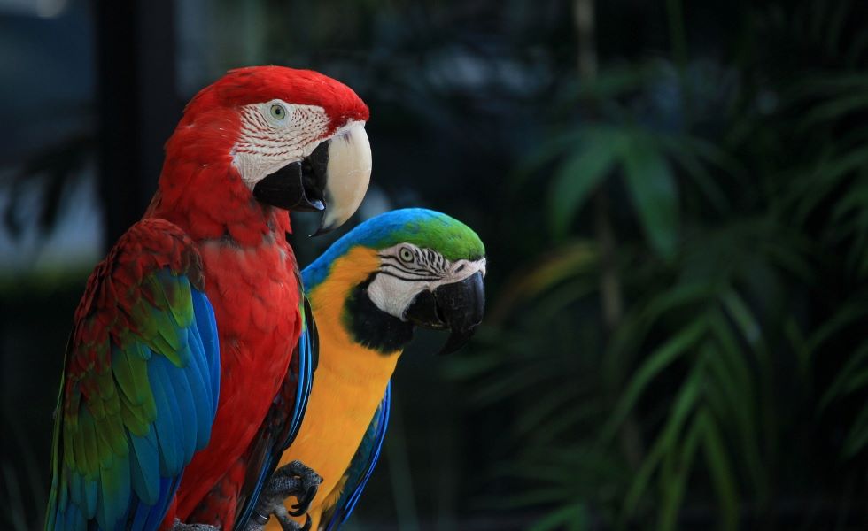 Medio Ambiente prohíbe la exhibición de animales exóticos en playas, ríos y parques